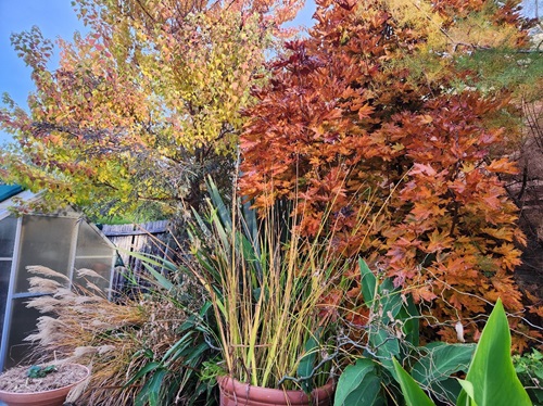 Garden Maintenance Canberra