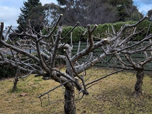 Garden Maintenance Canberra