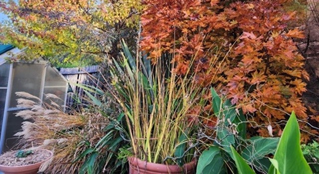 Garden Maintenance Canberra