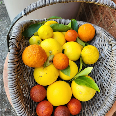 Garden Maintenance Canberra