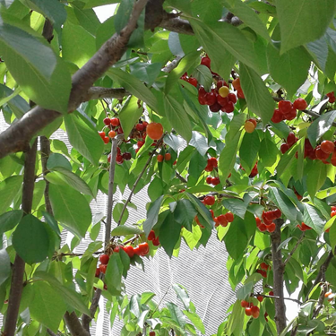 Garden Maintenance Canberra