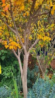 Garden Maintenance Canberra