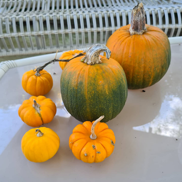 Garden Maintenance Canberra