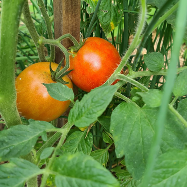 Garden Maintenance Canberra