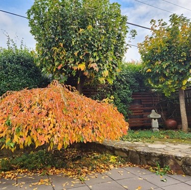 Garden Maintenance Canberra