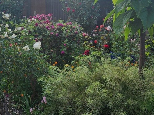 Garden Maintenance Canberra