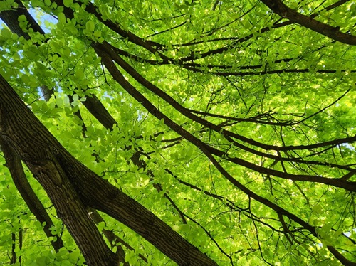 Garden Maintenance Canberra