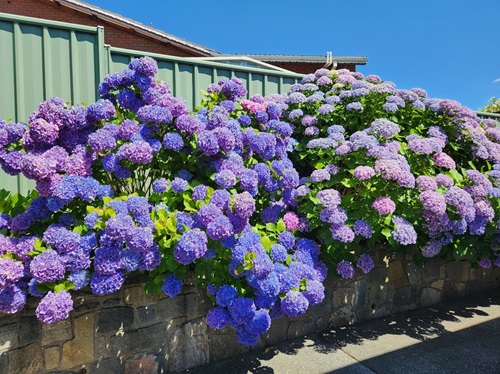 Garden Maintenance Canberra