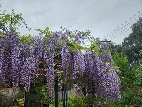 Garden Maintenance Canberra