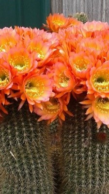 Garden Maintenance Canberra