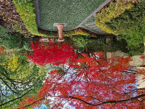 Garden Maintenance Canberra