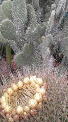 Garden Maintenance Canberra