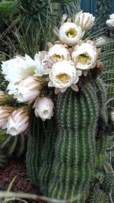 Garden Maintenance Canberra