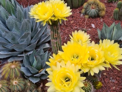 Garden Maintenance Canberra